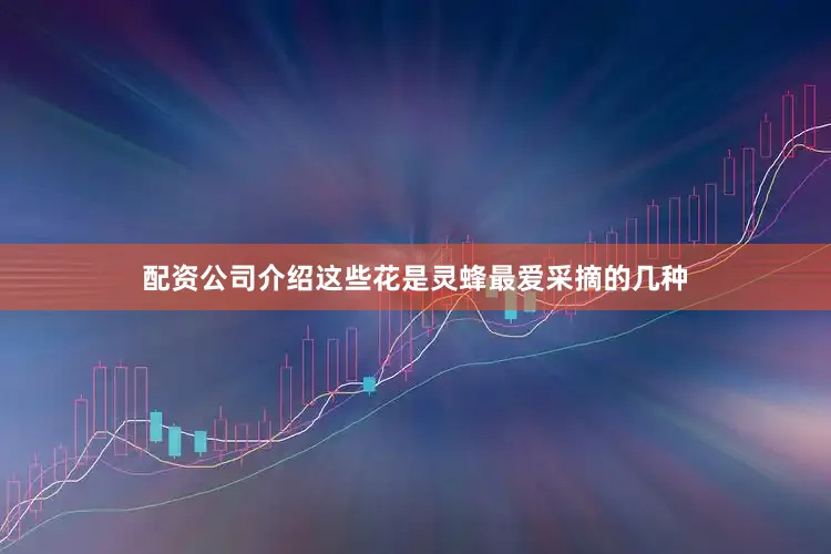 配资公司介绍这些花是灵蜂最爱采摘的几种